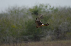 Hawk, Northern Harrier, 2012-12313774 Laguna Atascosa NWR, TX